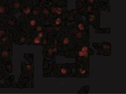 TRAILR3/TNFRSF10C Antibody, Novus Biologicals 0.1 mg | Buy Online | Novus Biologicals | Fisher Scientific