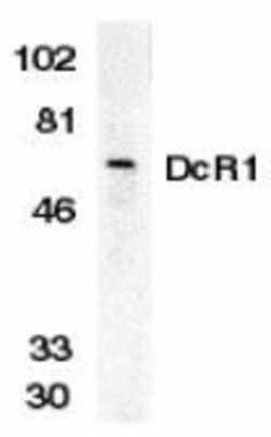TRAILR3/TNFRSF10C Antibody, Novus Biologicals 0.1 mg | Buy Online | Novus Biologicals | Fisher Scientific