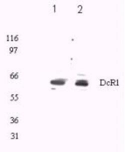 TRAILR3/TNFRSF10C Antibody, Novus Biologicals 0.1 mg | Buy Online | Novus Biologicals | Fisher Scientific