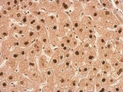 Transaldolase 1 Antibody, Novus Biologicals 0.1mL; Unlabeled:Antibodies,