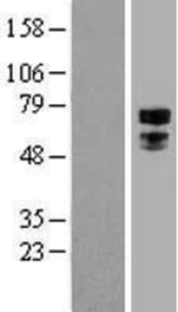 Novus Biologicals&trade;&nbsp;Transcription factor E3 Overexpression Lysate