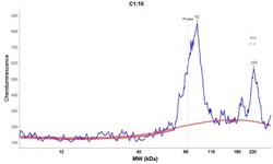anti-Transcription factor E3, Polyclonal, Novus Biologicals 0.1mL; Unlabeled:Antibodies,