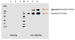 Transferrin Antibody (HTF-14) - Azide and BSA Free, Novus Biologicals 0.1 mg | Buy Online | Novus Biologicals | Fisher Scientific