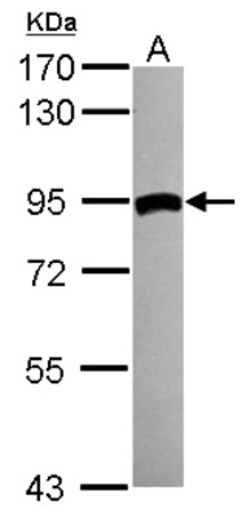 Transglutaminase 2/TGM2 Antibody, Novus Biologicals 0.1mL; Unlabeled:Antibodies,