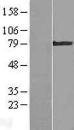 Novus Biologicals™ Transglutaminase 4/TGM4 Overexpression Lysate