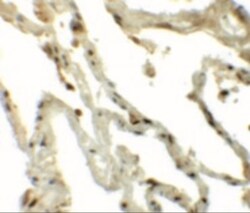 Translin Antibody - BSA Free, Novus Biologicals 0.1mg; Unlabeled:Antibodies,