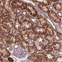 TMEM160 Antibody, Novus Biologicals 25 &mu;L, Unlabeled:Antibodies, Polyclonal