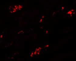 TMEM59 Antibody - BSA Free, Novus Biologicals 0.1mg; Unlabeled:Antibodies,