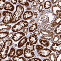 TRAP1 Antibody, Novus Biologicals 25 &mu;L; Unlabeled:Antibodies, Polyclonal