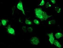 TRAP alpha Antibody (OTI4C7), Novus Biologicals 0.1mL; Unlabeled:Antibodies,