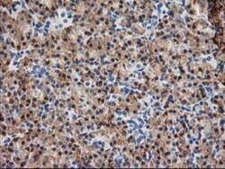 TRAP alpha Antibody (OTI4C7), Novus Biologicals 0.1mL; Unlabeled:Antibodies,