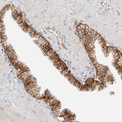 TRAPPC3 Antibody, Novus Biologicals 0.1mL; Unlabeled:Antibodies, Polyclonal