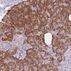 TRAPPC5 Antibody, Novus Biologicals 0.1mL; Unlabeled:Antibodies, Polyclonal