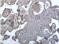 TREM1 Antibody (MM0583-9T3) - Azide and BSA Free, Novus Biologicals 0.1