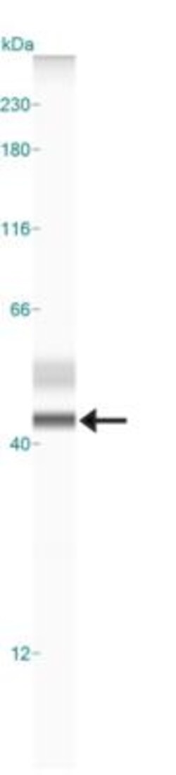 TREM2 Antibody (2B5) - BSA Free, Novus Biologicals 0.1mL; Unlabeled:Antibodies,