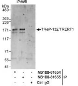 TRERF1 Antibody, Novus Biologicals 0.1mg; Unlabeled:Antibodies, Polyclonal