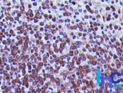 TREX1 Antibody (41M5F2), Novus Biologicals:Antibodies:Primary Antibodies