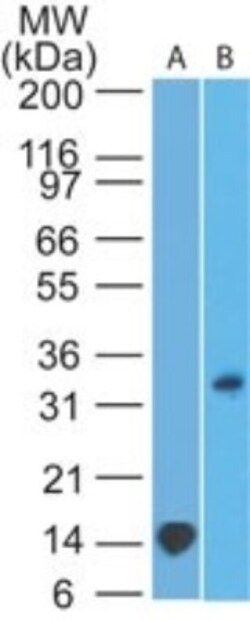 TREX1 Antibody (41M5F2), Novus Biologicals:Antibodies:Primary Antibodies