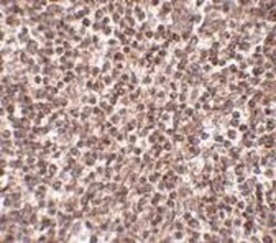 TREX1 Antibody - BSA Free, Novus Biologicals 0.1mg; Unlabeled:Antibodies,
