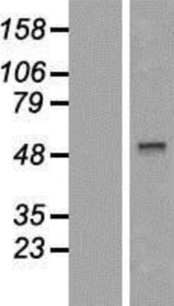 Novus Biologicals&trade;&nbsp;TRF-1 Overexpression Lysate