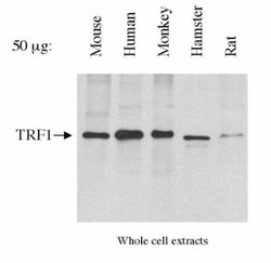 TRF-1 Antibody (57-6), Novus Biologicals 0.025mL; Unlabeled:Antibodies,