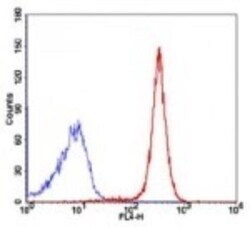 TRF-2 Antibody (4A794.15) - BSA Free, Novus Biologicals:Antibodies:Primary