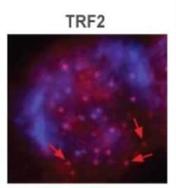 TRF-2 Antibody (4A794.15) - BSA Free, Novus Biologicals:Antibodies:Primary