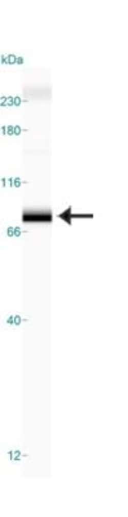 TRF-2 Antibody (4A794.15) - BSA Free, Novus Biologicals:Antibodies:Primary