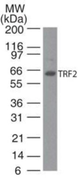 TRF-2 Antibody (4A794.15) - BSA Free, Novus Biologicals:Antibodies:Primary