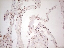 TRIB1 Antibody (OTI8C8), Novus Biologicals 0.1mL; Unlabeled:Antibodies,