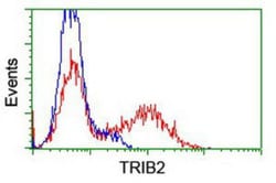 TRIB2 Antibody (OTI8D11), Novus Biologicals 0.1 mL | Buy Online | Novus Biologicals | Fisher Scientific