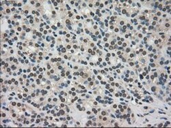 TRIB2 Antibody (OTI8D11), Novus Biologicals 0.1 mL | Buy Online | Novus Biologicals | Fisher Scientific