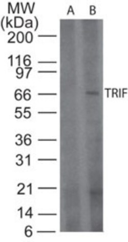 TRIF/TICAM1 Antibody - BSA Free, Novus Biologicals 0.2mL; Unlabeled:Antibodies
