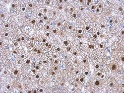 Trim11 Antibody, Novus Biologicals 0.1mL; Unlabeled:Antibodies, Polyclonal
