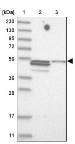 Trim11 Antibody, Novus Biologicals:Antibodies:Primary Antibodies