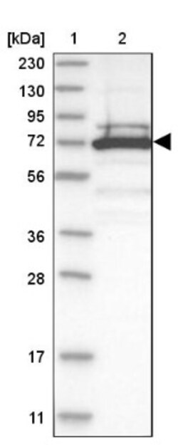 TRIM16 Antibody, Novus Biologicals 0.1mL; Unlabeled:Antibodies, Polyclonal