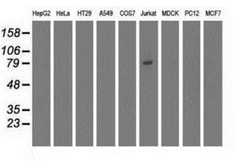 TRIM2 Antibody (OTI2B10), Novus Biologicals 0.1mL; Unlabeled:Antibodies,