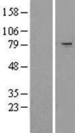 Novus Biologicals&trade;&nbsp;TRIM2 Overexpression Lysate