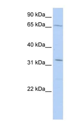 Trim22 Antibody, Novus Biologicals:Antibodies:Primary Antibodies