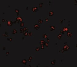 TRIM25 Antibody - BSA Free, Novus Biologicals 0.1 mg | Buy Online | Novus Biologicals | Fisher Scientific