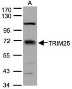 TRIM25 Antibody, Novus Biologicals 0.1mg; Unlabeled:Antibodies, Polyclonal