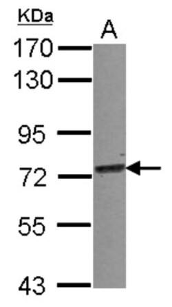 TRIM25 Antibody, Novus Biologicals 0.1mL; Unlabeled:Antibodies, Polyclonal
