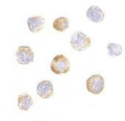 TRIM25 Antibody - BSA Free, Novus Biologicals 0.1 mg | Buy Online | Novus Biologicals | Fisher Scientific