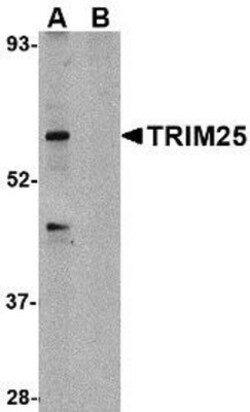 TRIM25 Antibody - BSA Free, Novus Biologicals 0.1 mg | Buy Online | Novus Biologicals | Fisher Scientific