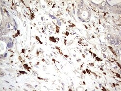 TRIM27 Antibody (OTI4D4), Novus Biologicals 0.1mL; Unlabeled:Antibodies,
