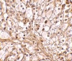TRIM30 Antibody - BSA Free, Novus Biologicals 0.1mg; Unlabeled:Antibodies,
