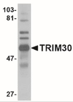 TRIM30 Antibody - BSA Free, Novus Biologicals 0.1mg; Unlabeled:Antibodies,