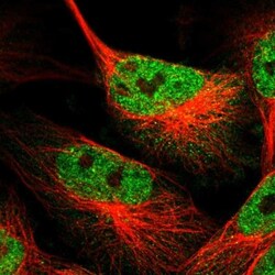 TRIM35 Antibody, Novus Biologicals:Antibodies:Primary Antibodies