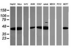 TRIM38 Antibody (OTI113D3), Novus Biologicals 0.1mL; Unlabeled:Antibodies,