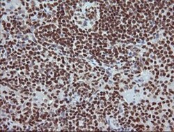 TRIM38 Antibody (OTI113D3), Novus Biologicals 0.1mL; Unlabeled:Antibodies,